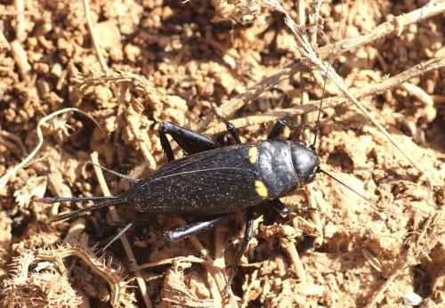 Gryllus bimaculatus